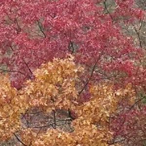 Meet your Posher, Mhely