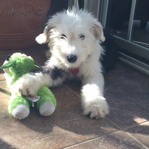 Meet your Posher, Kali