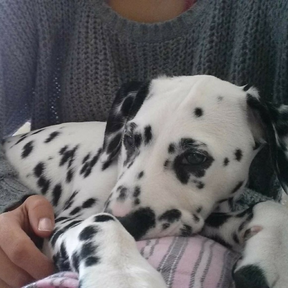 Meet your Posher - Picture 2 of 3