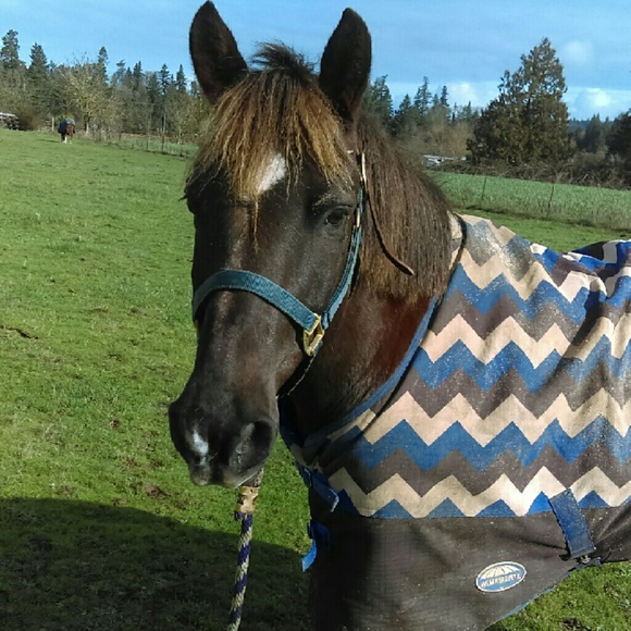 Meet your Posher, Ava - Picture 2 of 4