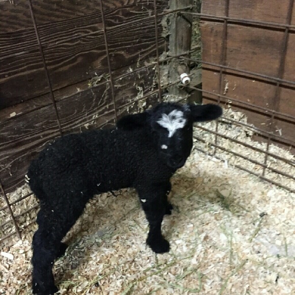 Meet your Posher, Ava - Picture 3 of 4