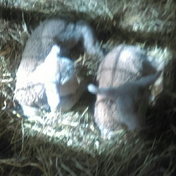 Meet your Posher, Ava - Picture 4 of 4