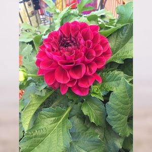 Meet your Posher, Olivia