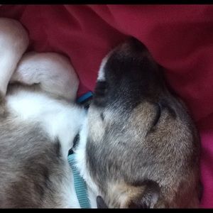 Meet your Posher, Hallie