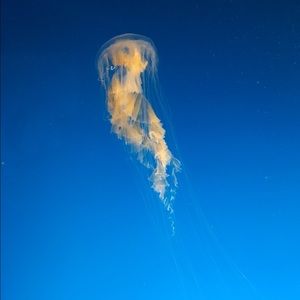 Meet your Posher, Victor