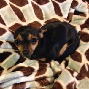 Meet your Posher, Abbie