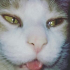 Meet your Posher, Harley