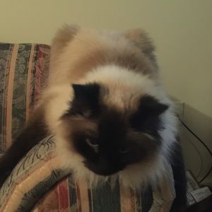 Meet your Posher, Anthony