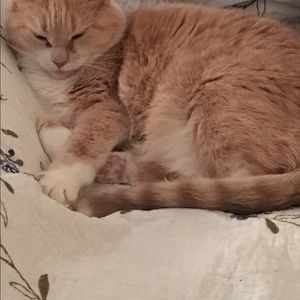 Meet your Posher, Sherri ann