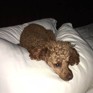 Meet your Posher, Emily