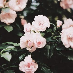 Bundle for @karie_strd