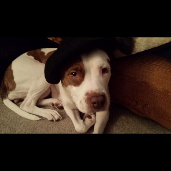 Meet your Posher, Una - Picture 1 of 1