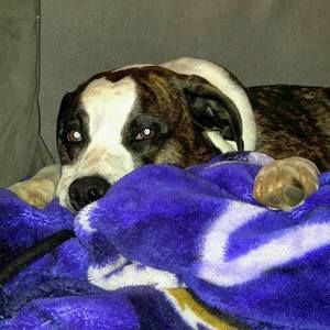 Meet your Posher, Robin