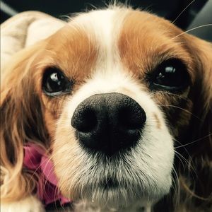 Meet your Posher, Dina