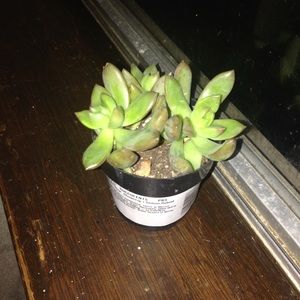 Meet your Posher, Veronica