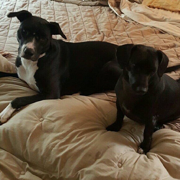 Hi, I’m Amy. Mom of 26 year old twins, a 4 year old and some fur babies. - Picture 6 of 7