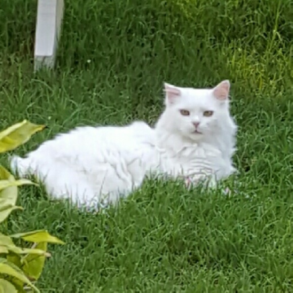 Hi, I’m Amy. Mom of 26 year old twins, a 4 year old and some fur babies. - Picture 7 of 7