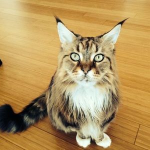 Meet your Posher, Genette