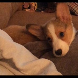 Meet your Posher, Sam