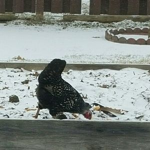 Meet your Posher, Lyndy