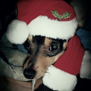 Meet your Posher, Hector