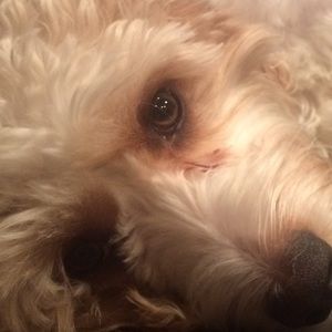 Meet your Posher, Ellie