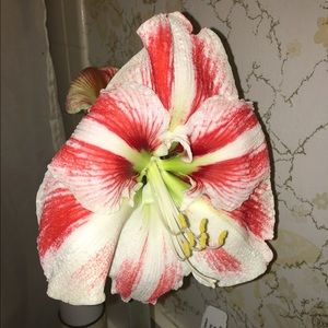 Meet your Posher, Karina