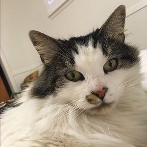 Meet your Posher, Molly