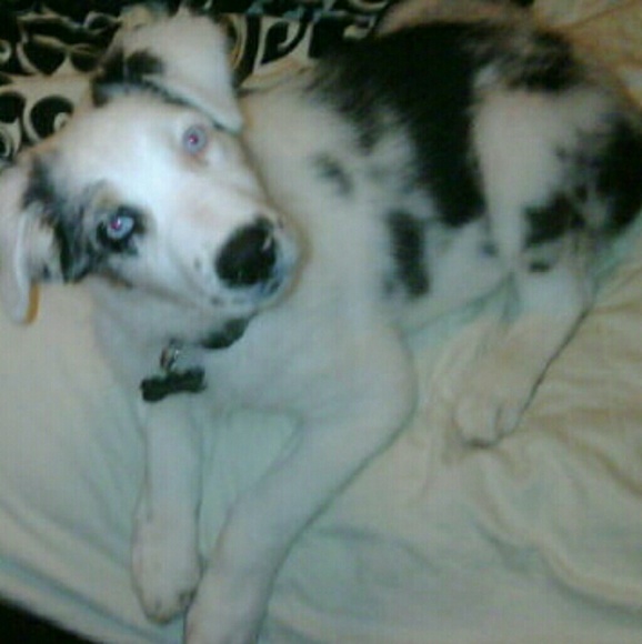 Meet your Posher, Dakota - Picture 2 of 4