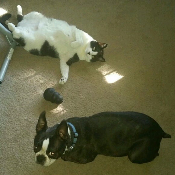Meet My Helpers