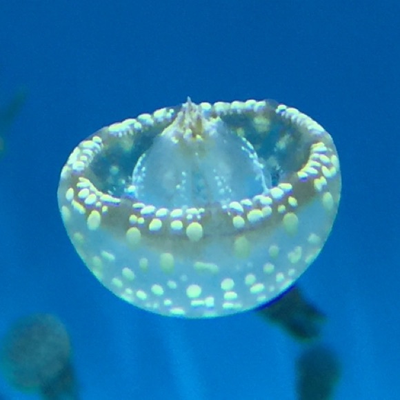 Meet your Posher, Anonymous