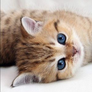 Meet your Posher, Leslie