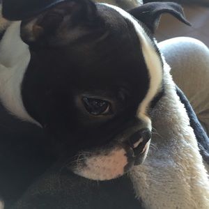 Meet your Posher, Daisy