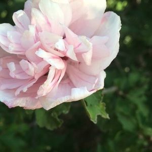 Meet your Posher, Lindsay