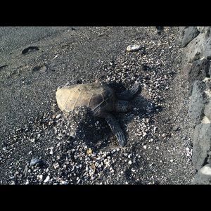 Meet your Posher, Vickie