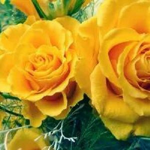 Meet your Posher, Gina