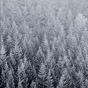 Meet your Posher, Ella