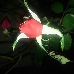 Meet your Posher, Merry