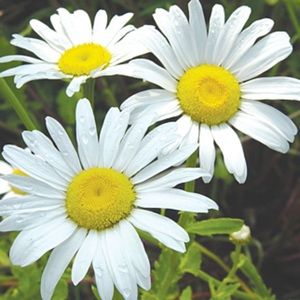 Meet your Posher, Shalane