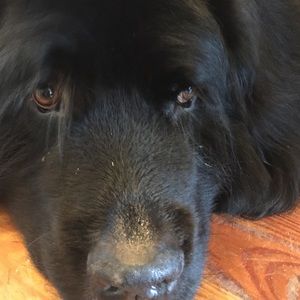 Meet your Posher, Kin