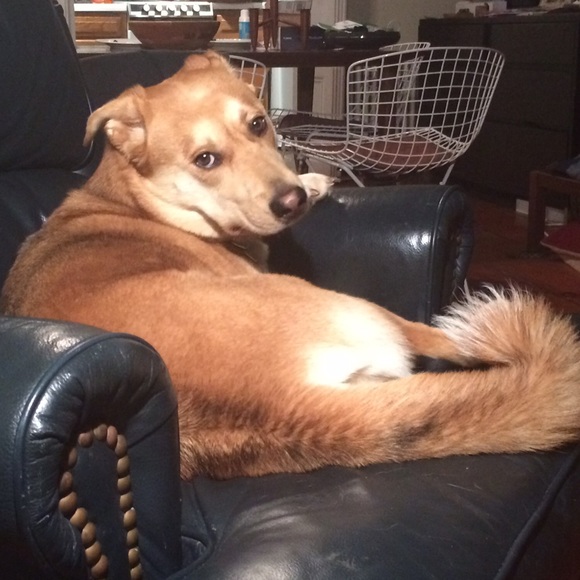 Meet your Posher, Jenny