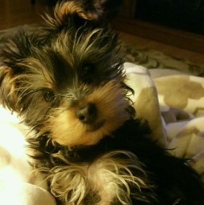 Meet your Posher, Crystal