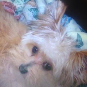 Meet your Posher, Anna