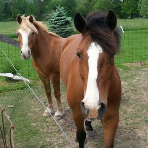 Meet your Posher, Debbie