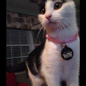 Meet your Posher, Sheba