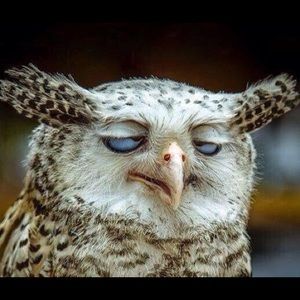 Meet your Posher, Betsy