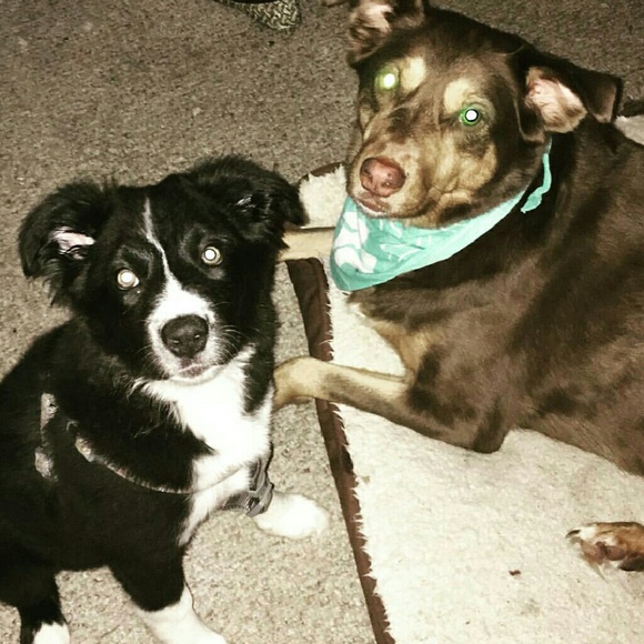 Meet your Posher, Alli - Picture 3 of 4