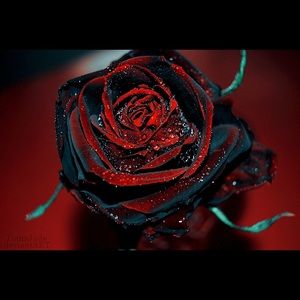 Meet your Posher, Loretta