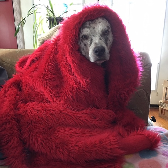 ❤️LOVE BUNDLES & MY TIKAI FRANKENWEENIE!⚡️ - Picture 2 of 8