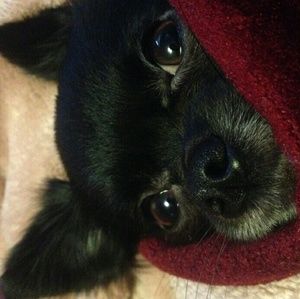 Meet your Posher, Basilio